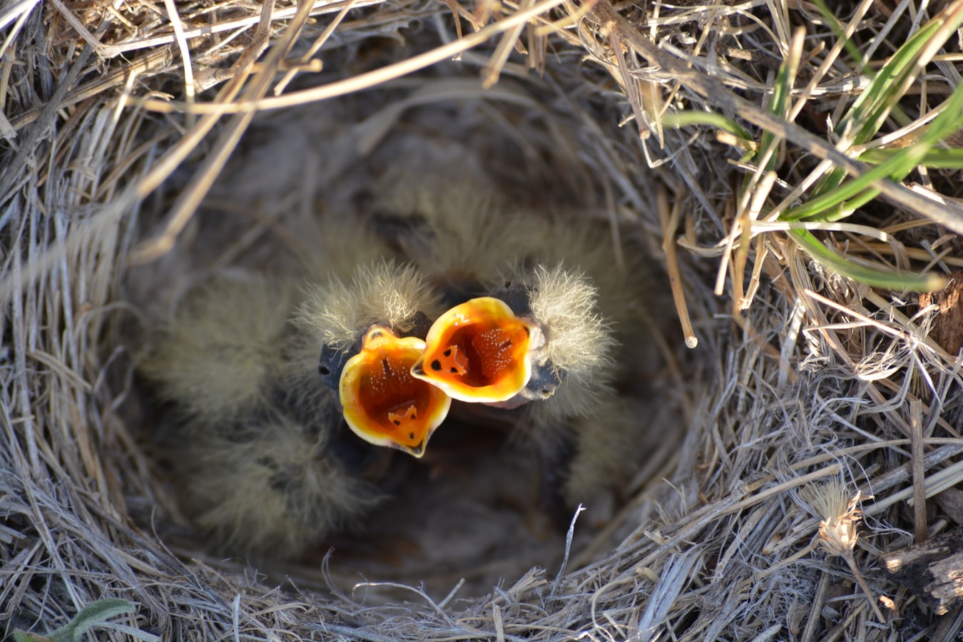 two baby birds hungry in a nest with their beaks open